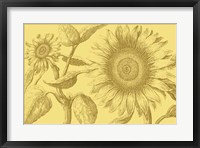 Golden Sunflowers I Framed Print