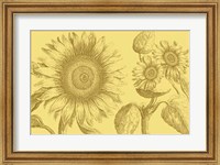 Framed Golden Sunflowers II