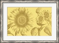 Framed Golden Sunflowers II