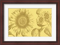 Framed Golden Sunflowers II