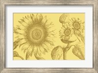 Framed Golden Sunflowers II