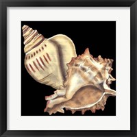 Tandem Shells I Framed Print