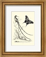 Framed B&W Long. Tailed Hummingbird (1742)