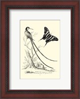 Framed B&W Long. Tailed Hummingbird (1742)