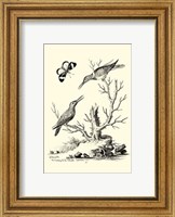Framed B&W The Hummingbirds (1742)