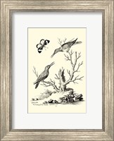 Framed B&W The Hummingbirds (1742)