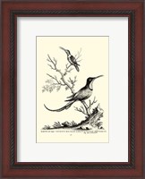 Framed B&W Grt. & Less. Hummingbird (1742)