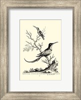 Framed B&W Grt. & Less. Hummingbird (1742)