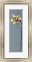 Framed Trumpet Narcissus