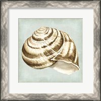 Framed Sea Dream Shells I