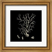 Framed Small Black & Tan Coral I