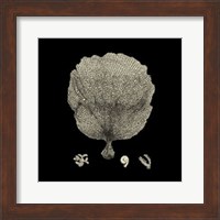 Framed Small Black & Tan Coral II