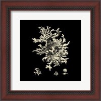 Framed Small Black & Tan Coral III