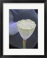 Lotus Detail IX Framed Print