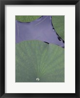 Lotus Detail X Framed Print