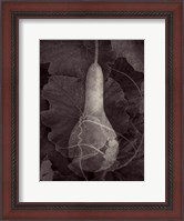 Framed Gourd III