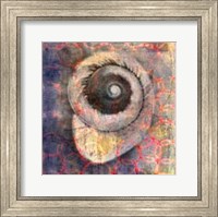 Framed Seashell-Snail