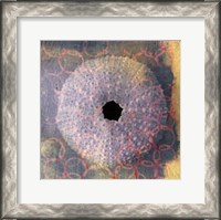 Framed Seashell-Urchin