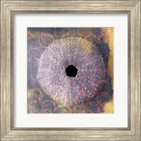 Framed Seashell-Urchin
