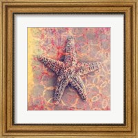 Framed Seashell-Starfish