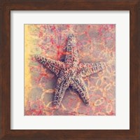 Framed Seashell-Starfish