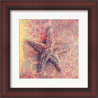 Framed Seashell-Starfish
