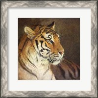 Framed Tiger