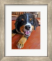 Framed Bernese Puppy