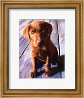 Framed Chocolate Lab Gus