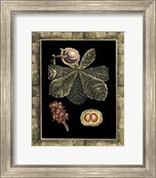 Framed Tropical Bounty II