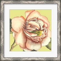 Framed Flower Power I