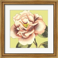 Framed Flower Power III