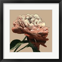 Framed Heirloom Rose I