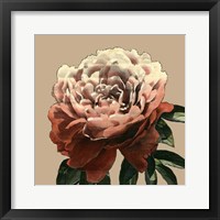 Heirloom Rose II Framed Print