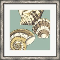 Framed Shell Trio on Blue II