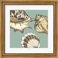 Framed Shell Trio on Blue III