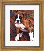 Framed Baby Boxer