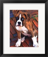 Framed Baby Boxer