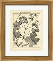 Framed Vintage Botanical Study II