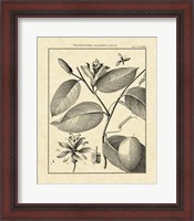 Framed Vintage Botanical Study III