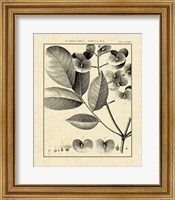 Framed Vintage Botanical Study V