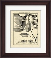 Framed Vintage Botanical Study V