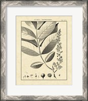 Framed Vintage Botanical Study VI
