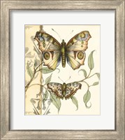 Framed Tandem Butterflies I