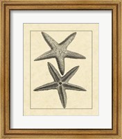 Framed Antique&Deckle Vintage Starfish I