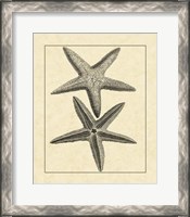 Framed Antique&Deckle Vintage Starfish I