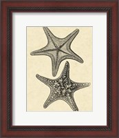 Framed Antique&Deckle Vintage Starfish II