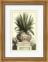 Framed Antique Munting Aloe I