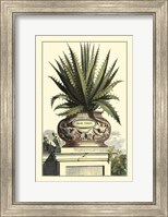 Framed Antique Munting Aloe I