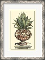 Framed Antique Munting Aloe IV